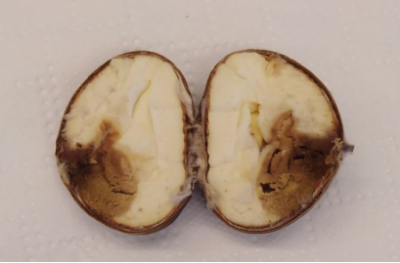 Podridão castanha – Fungo Gnomoniopsis sp