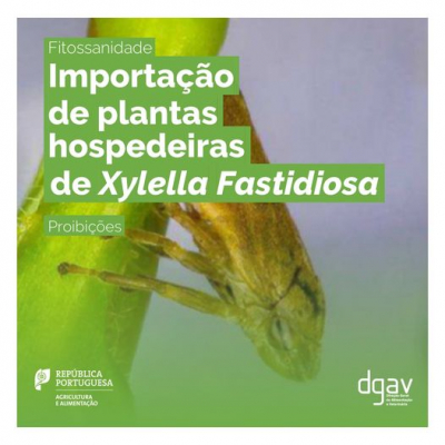 Importação de plantas hospedeiras de «Xylella fastidiosa» | Proibições