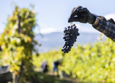 Candidaturas às novas autorizações de plantação de vinha abrem a 1 de março